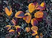 Arctic Willow 6050