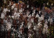 Fireweed 5592