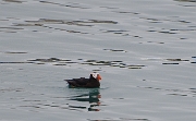 Puffin 4480