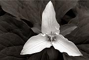 Trillium