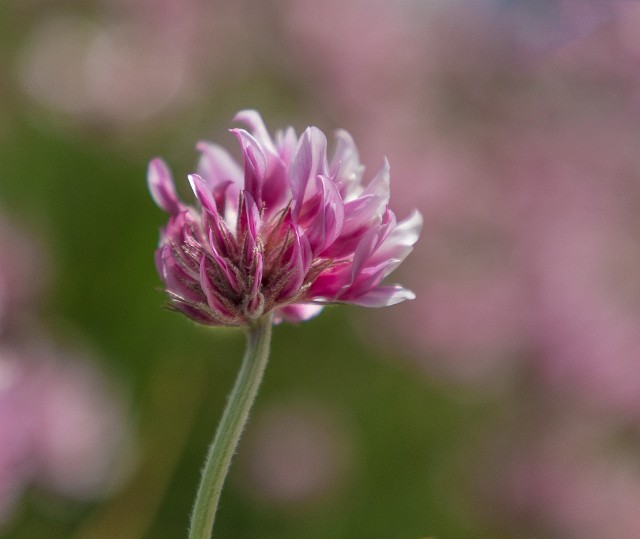 Trifolium.jpg