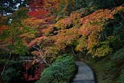 Shugagku-in Path Bridge & Color 11-2680