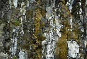 Cliff Seep 608