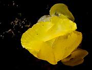Jelly Fungus 5545