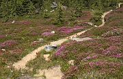 Red Heather 061a