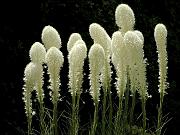 Bear Grass Group 3a