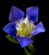 Gentiana setigera 12-1980