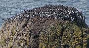 Common Murre 1641