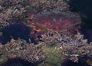Crab 1579