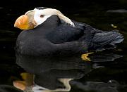 Puffin 1443b