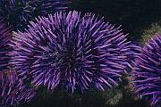 Purple Urchin 1582