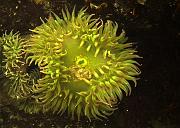 Sea Anemone 024