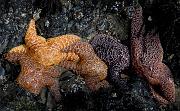 Sea Star Orgy 214