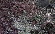 Sea Wall 016