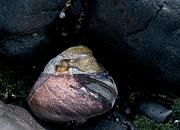 Shell 1555