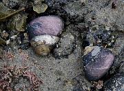 Snails 1679