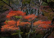 Daigo-ji Garden 11-3263