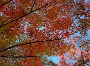 Nara-Isuien Garden 11-1981