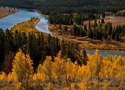 Aspens & Snake River 7524