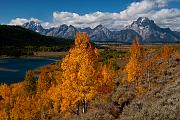 Aspens & Tetons 7532