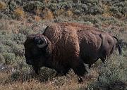 Bison 6109