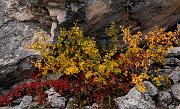Fall Color 6871